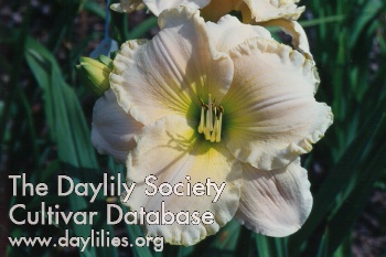 Daylily Magic Lace